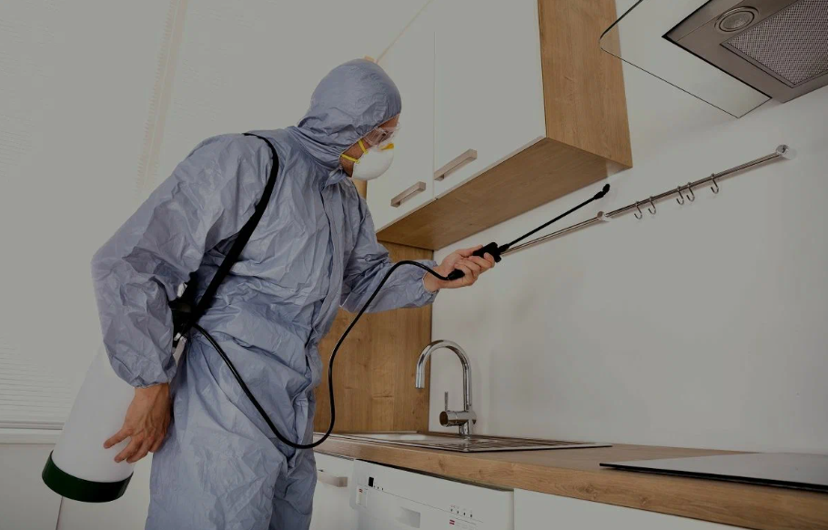 Dublin pest managment